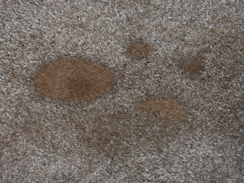 Carpet with a soiled traffic lane before cleaning